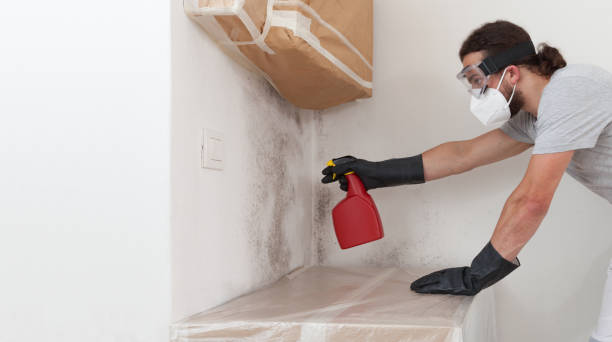 Professional Basement Mold Removal technician working in Garwood, NJ