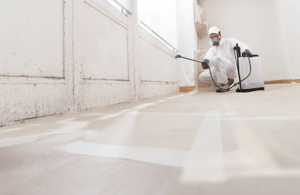 24/7 Emergency Basement Mold Removal experts in Garwood, NJ