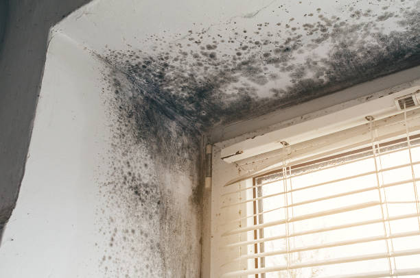 Affordable Basement Mold Removal solutions in Garwood, NJ